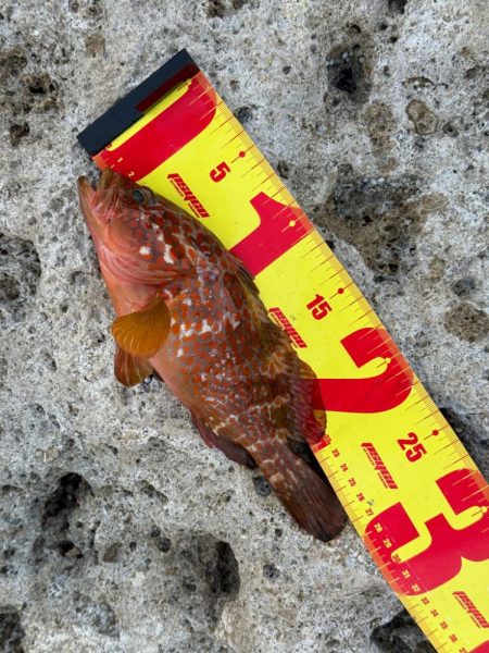 外道でしたが、、