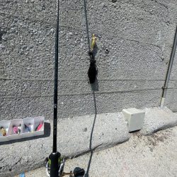 小さいけど　秋イカ開幕？