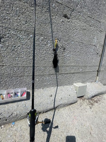 小さいけど　秋イカ開幕？