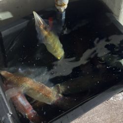 今季ラスト丹後イカメタル