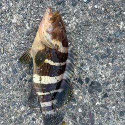 ロック&ベイビー