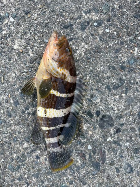 ロック&ベイビー