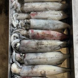 玄界灘イカメタル