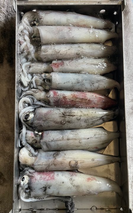 玄界灘イカメタル