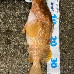 キジハタゲーム