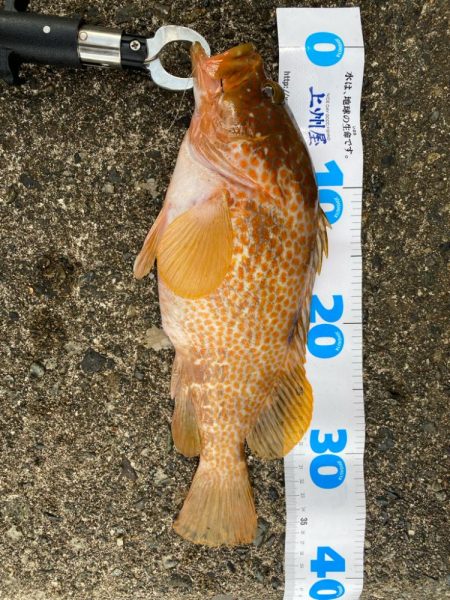 キジハタゲーム