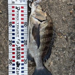 渋めもなんとか2本!