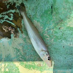 久しぶりの須磨沖釣行！
