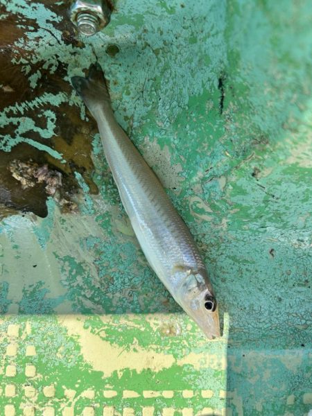 久しぶりの須磨沖釣行！