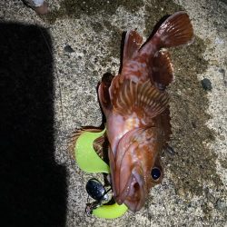 祝！記録更新キジハタゲーム