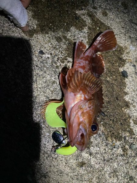 祝！記録更新キジハタゲーム