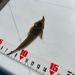 チャリコギスタ