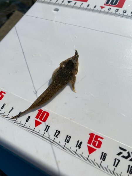 チャリコギスタ