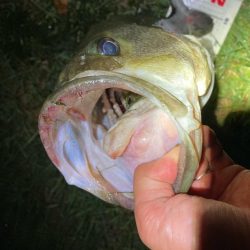 夜なら何とかなります。