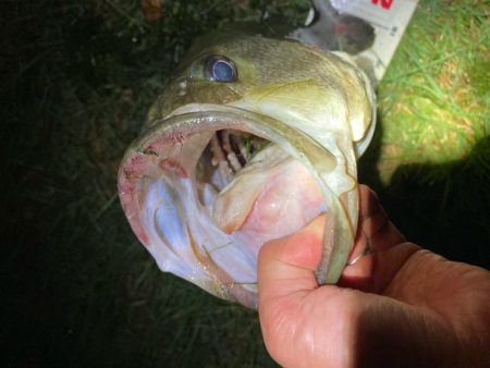 夜なら何とかなります。