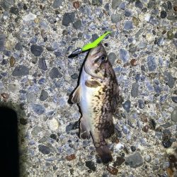 久しぶりのライトゲーム