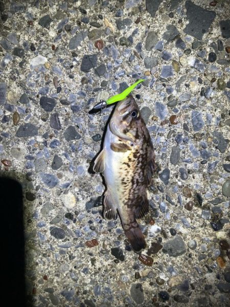 久しぶりのライトゲーム