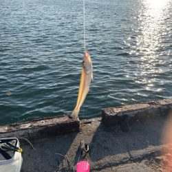 無限イワシと、キス