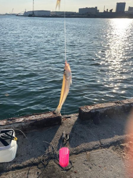 無限イワシと、キス