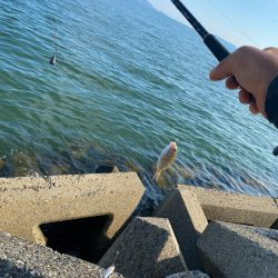 シロギスタ:大盛ポテチチャリコ