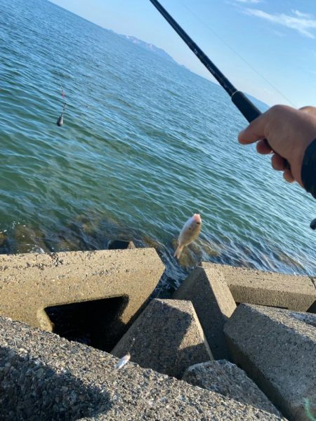 シロギスタ:大盛ポテチチャリコ