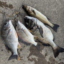 おチヌさん好調です♪