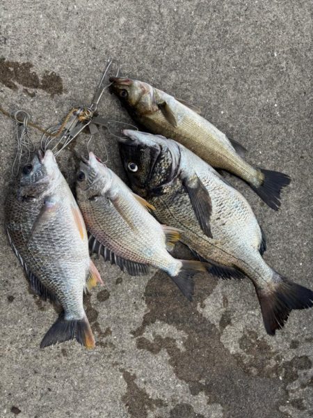 おチヌさん好調です♪