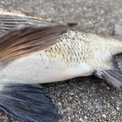 エビ撒き　渋い中何とか釣れました