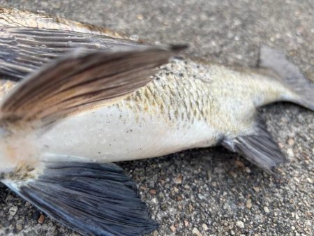 エビ撒き　渋い中何とか釣れました