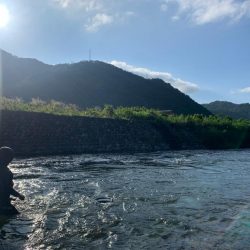 鮎の友釣り