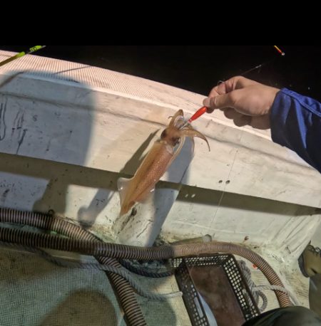 激荒れイカメタル