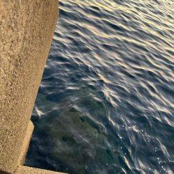 夕マヅメロックフィッシュ!