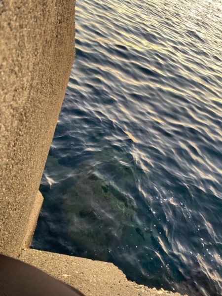 夕マヅメロックフィッシュ!