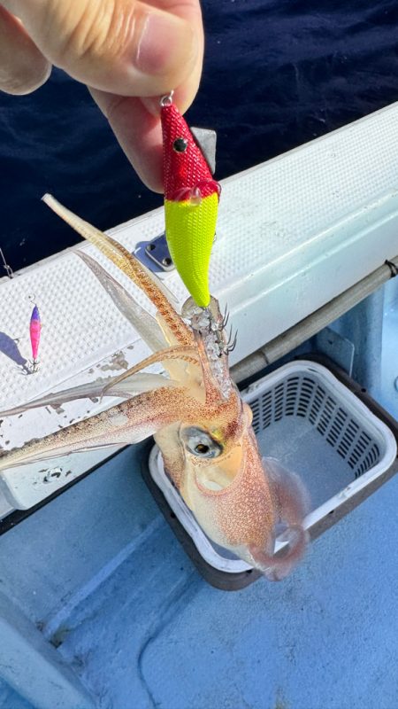 ケンサキイカ/イカメタル・オモリグ