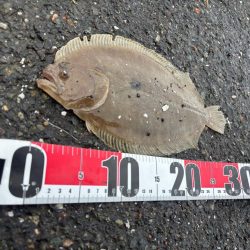 何でもルアー釣り