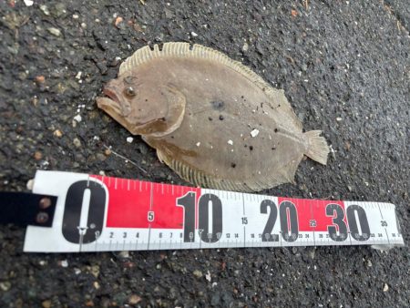 何でもルアー釣り