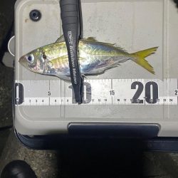 カツオ・アジ・太刀魚