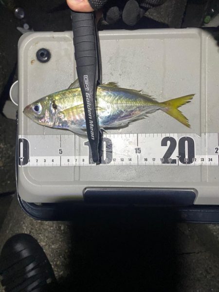 カツオ・アジ・太刀魚