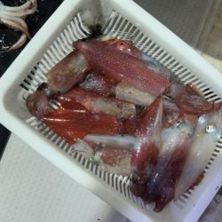 今期ラスト釣行