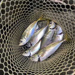 アジングつ抜け