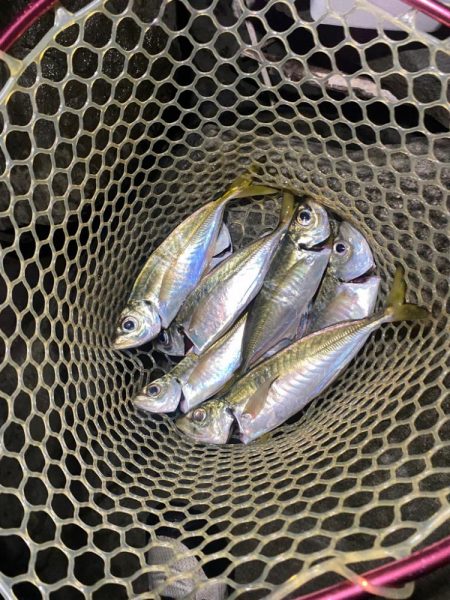 アジングつ抜け