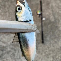 ジグサビキ　27