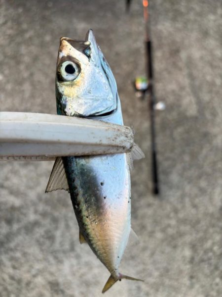 ジグサビキ　27