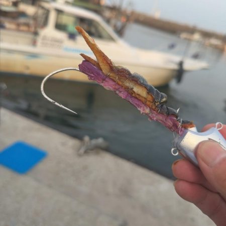 神戸沖でメーターオーバーGET