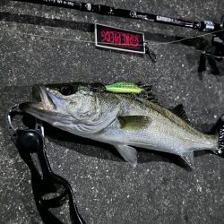 時合い一瞬！デカいと思ったら…まさかのサイズ!?【シーバス釣り】