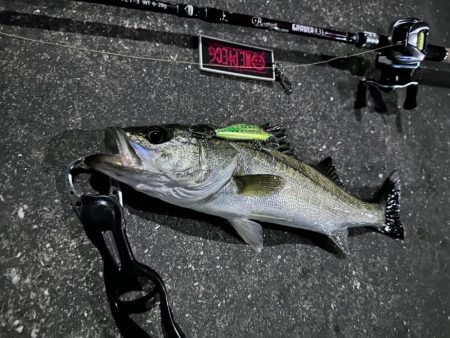 時合い一瞬！デカいと思ったら…まさかのサイズ!?【シーバス釣り】