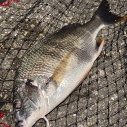 ヘチってきました