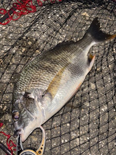 ヘチってきました