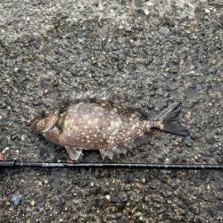 久しぶりのフカセ釣り