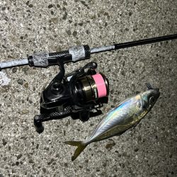 恒例淡路島タチウオ